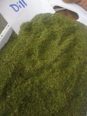 Dill