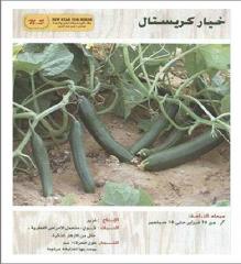 بذور خيار