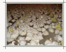 Express Soybean Meal